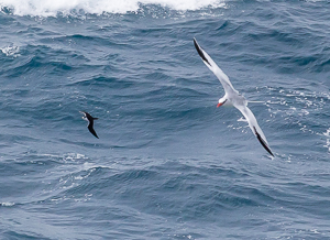 Red Billed Tropicbird, Saint Lucia